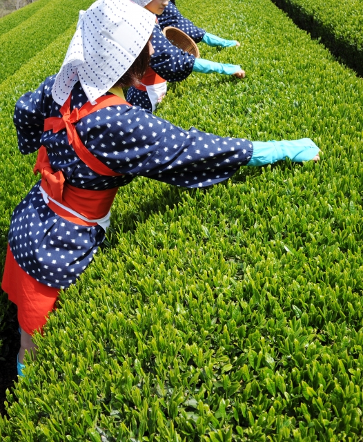 「茶色」なのに、お茶は緑色？　ふと気になって調べてみた